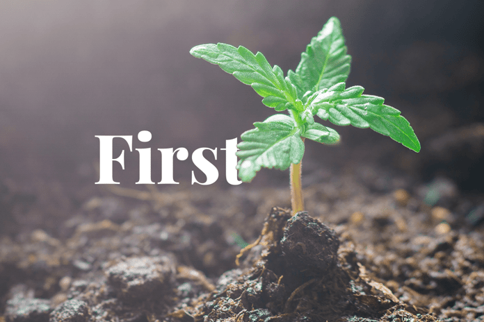 Martello (UK) launches first hemp-based carbon credits_visual 1