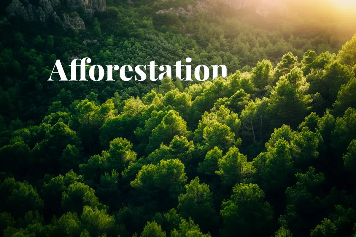 Mediterranean nations lead EU in forest carbon capture potential_Scenic landscape of the lush green Irati Forest, Spains largest deciduous woodland_visual 1