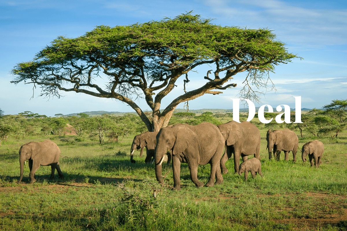 Meta signs major million carbon credits deal with Aspiration_Elephants group in African savanna_visual 1