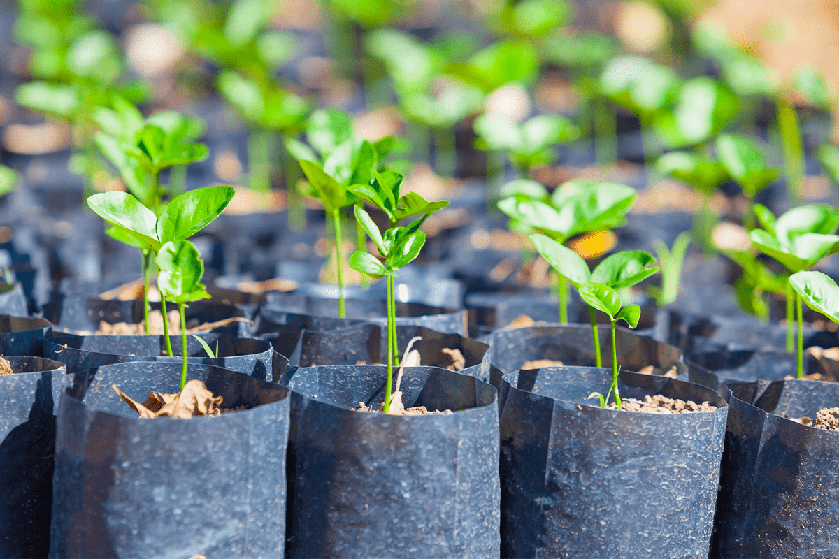 Meta’s journey to sustainability_young plant seedlings_visual 2