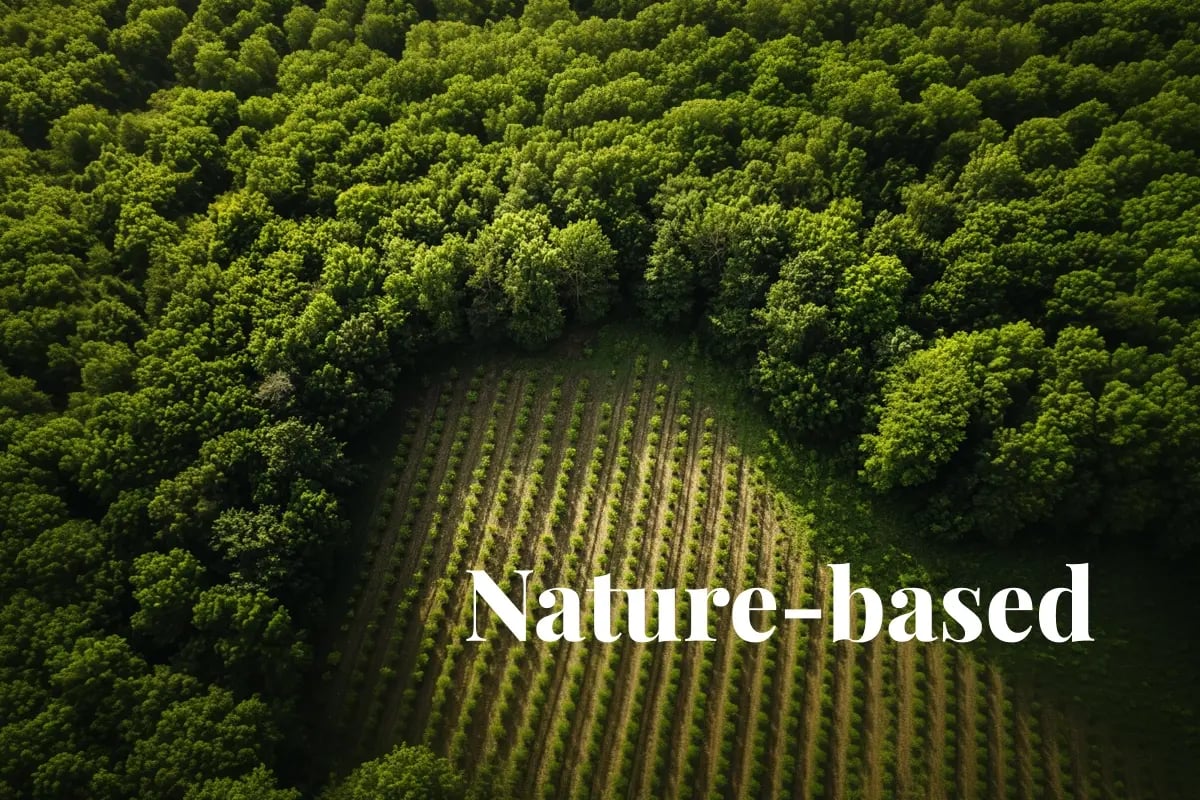 Microsoft deepens forest carbon commitment in new multi-million credit deal_An aerial view of a reforestation site in New York State, with vast rows of young trees stretching across the landscape_visual 1