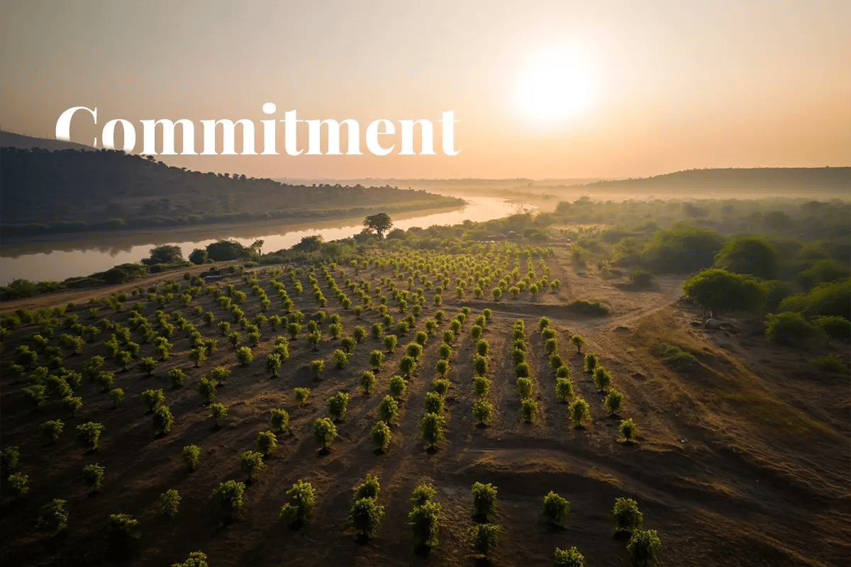 Microsoft secures 1 5m carbon credits from afforestation project_Aerial view of an afforestation project in Madhya Pradesh, India_visual 1
