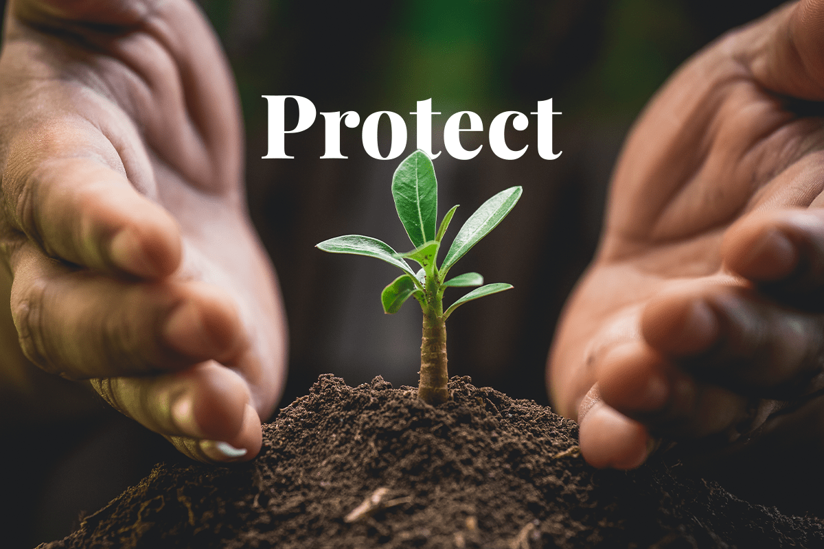 Miga to protect carbon offset projects against political risks_Hands protecting a plant_visual 1