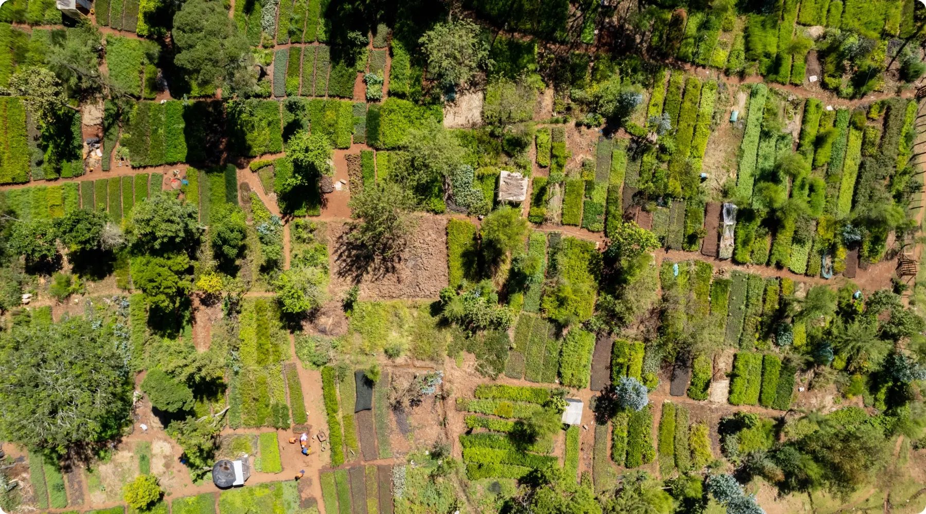 Mount Kenya Regenerative Agroforestry Project