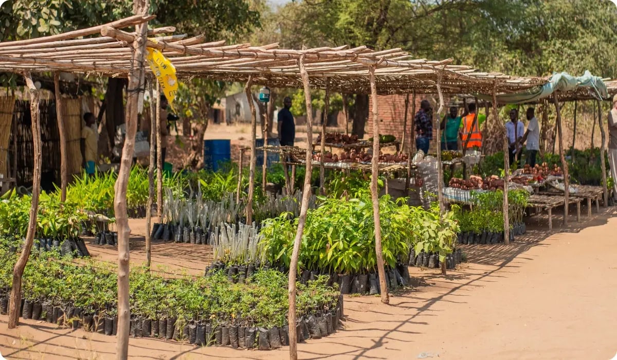 Namizimu Afforestation, Reforestation & Agroforestry  Carbon Project_visual 3
