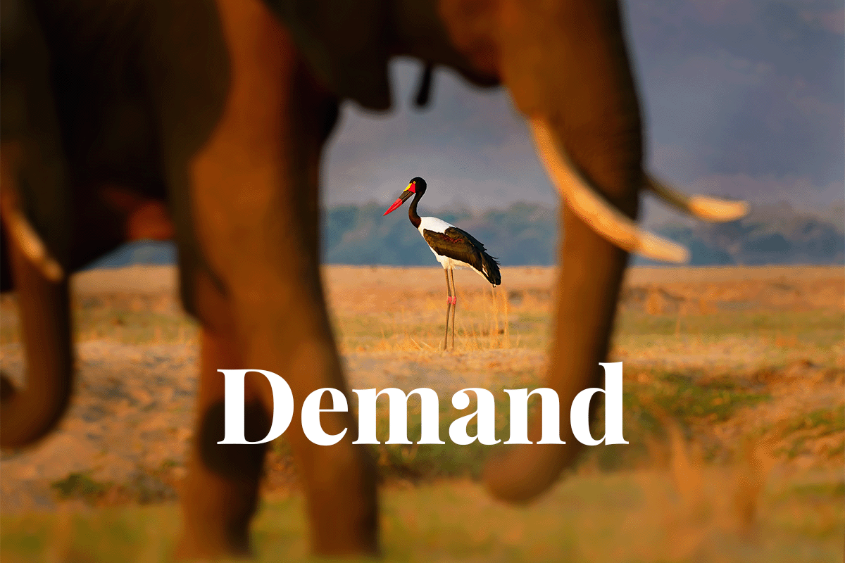 Nature targets drive demand for biodiversity credits among companies_African landscape view of a Saddle-billed Stork behind an elephant on a foreground_visual 1
