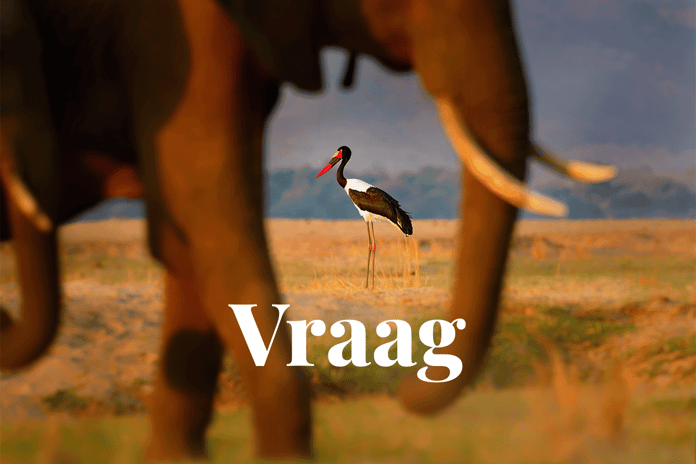 Nature targets drive demand for biodiversity credits among companies_African landscape view of a Saddle-billed Stork behind an elephant on a foreground_visual 1_NL