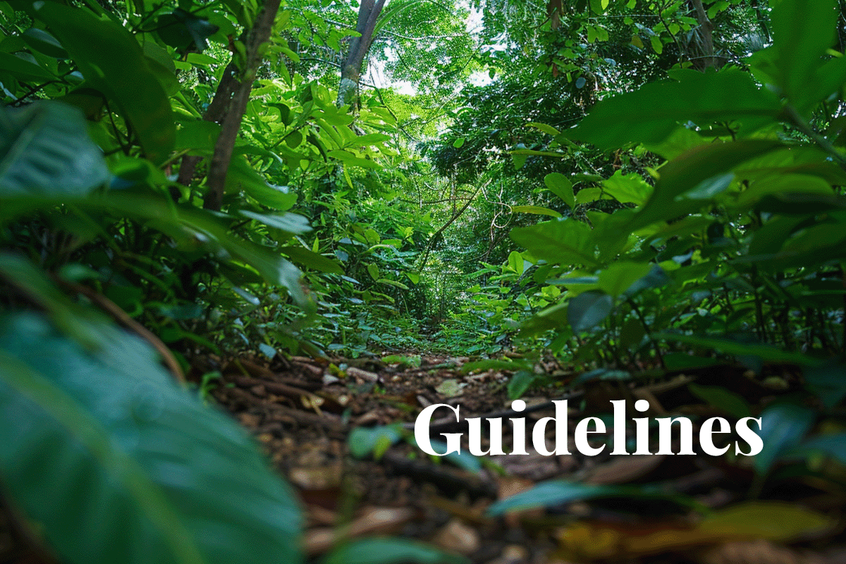 Navigating net zero_ IETA rolls out new carbon credit guidelines for businesses_View from below of a forest path_visual 1