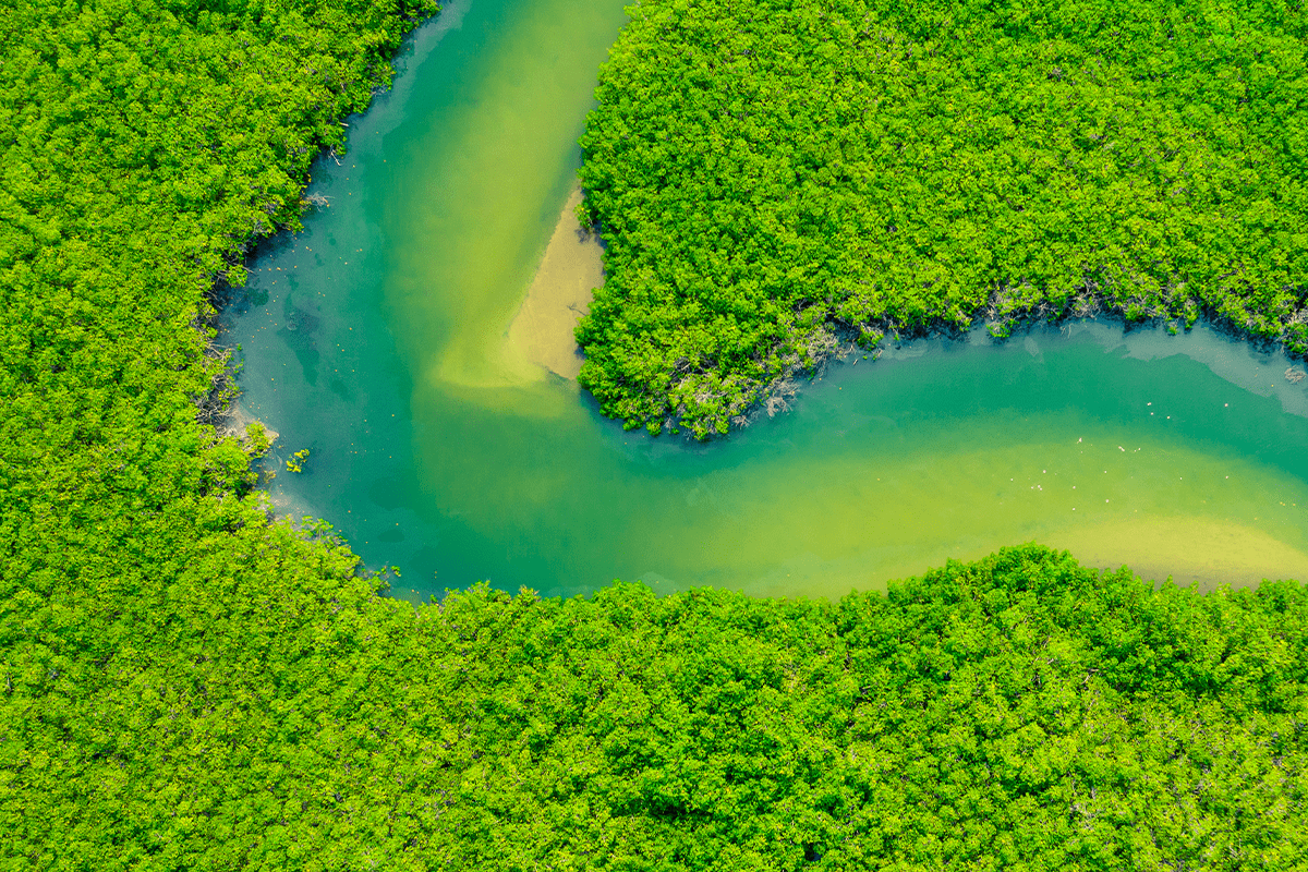 Net zero_ Aerial view of green mangrove forest in Amazon Rainforest_visual 5