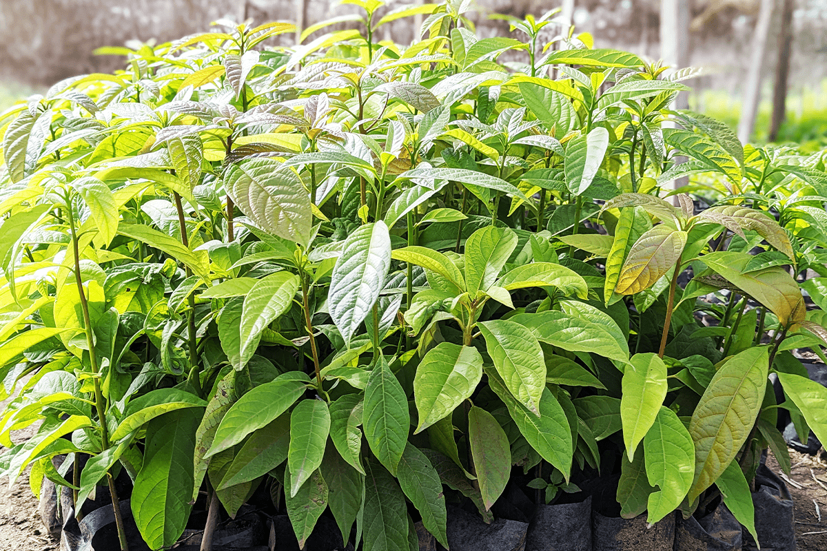 Net zero_Tree nursery as the part of Sawa Afforestation Project in Cameroon_visual 7