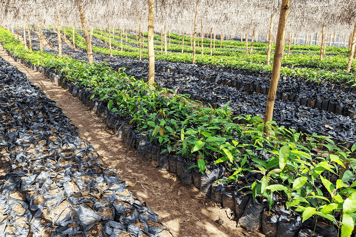 Net zero_Tree nursery as the part of Sawa Afforestation Project in Cameroon_visual 8