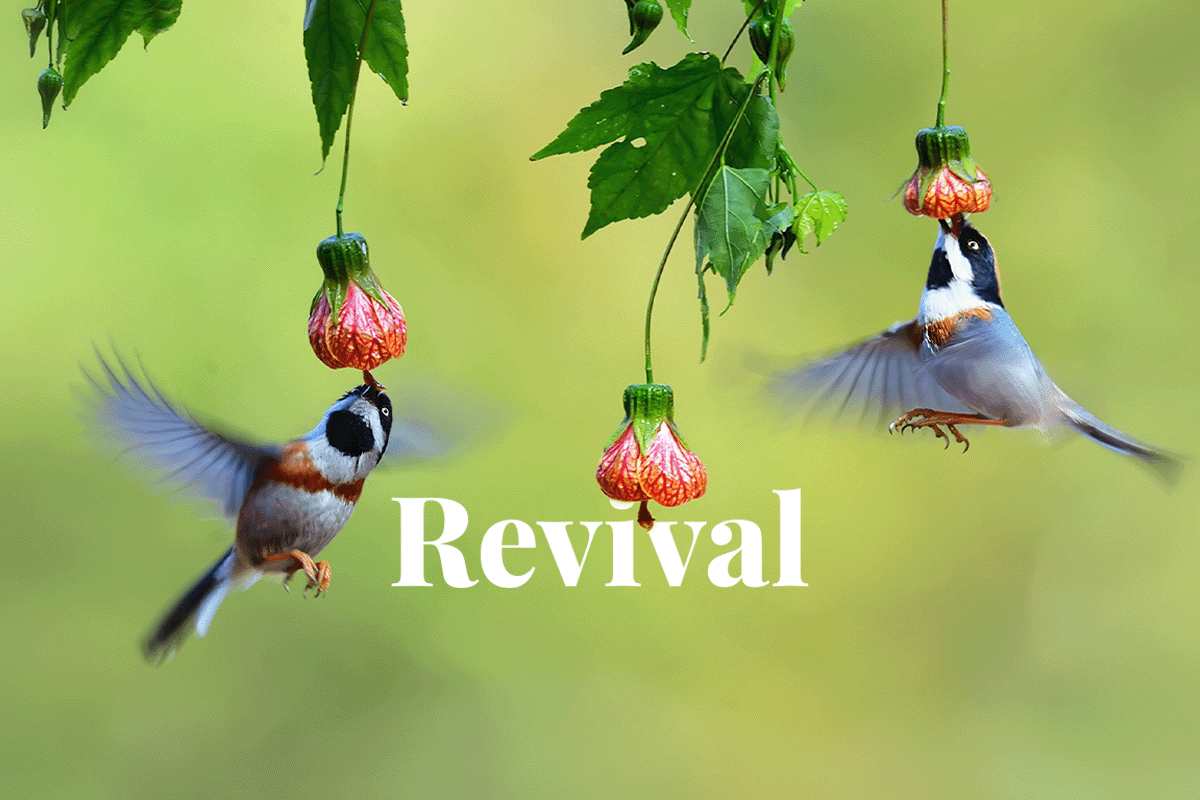 New Global Biodiversity Framework Fund_birds drinking nectar from flowers_visual 1