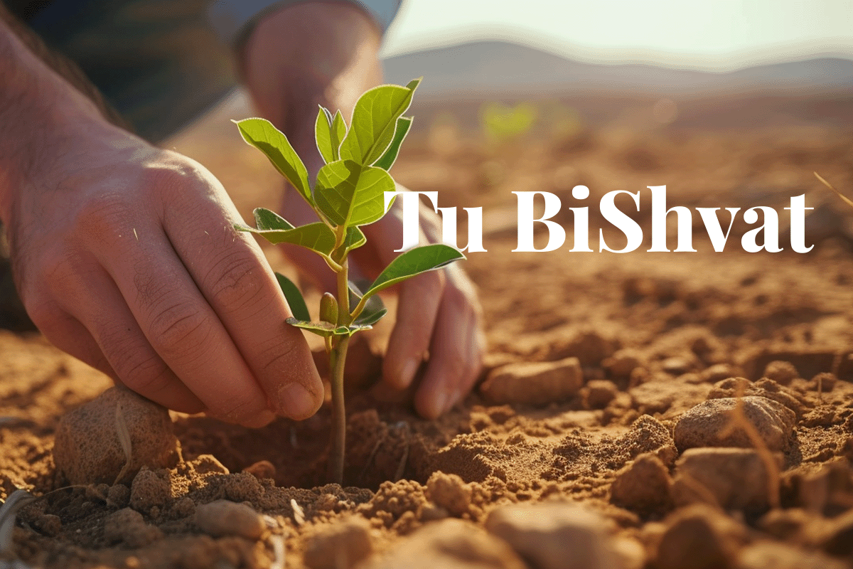 New Year for Trees with the Tu BiShvat festival_Close up on a man planting a tree in a desert area_visual 1