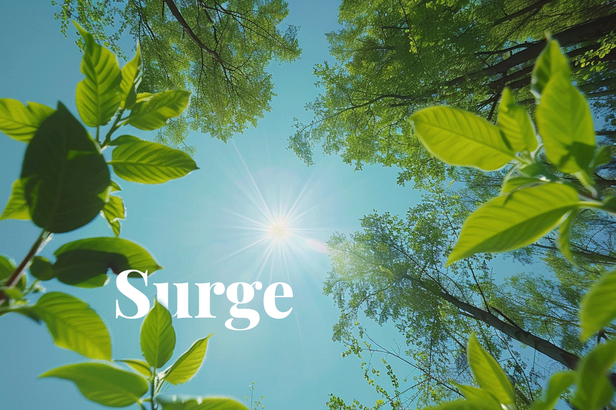 New standards spark surge in carbon credit prices_View from below of growing trees_visual 1