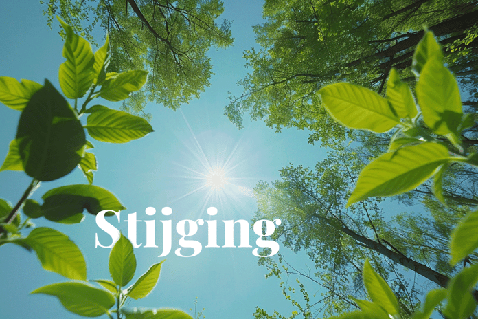 New standards spark surge in carbon credit prices_View from below of growing trees_visual 1_NL