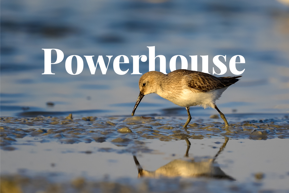 New study Small, isolated wetlands are pollution-catching powerhouses-1