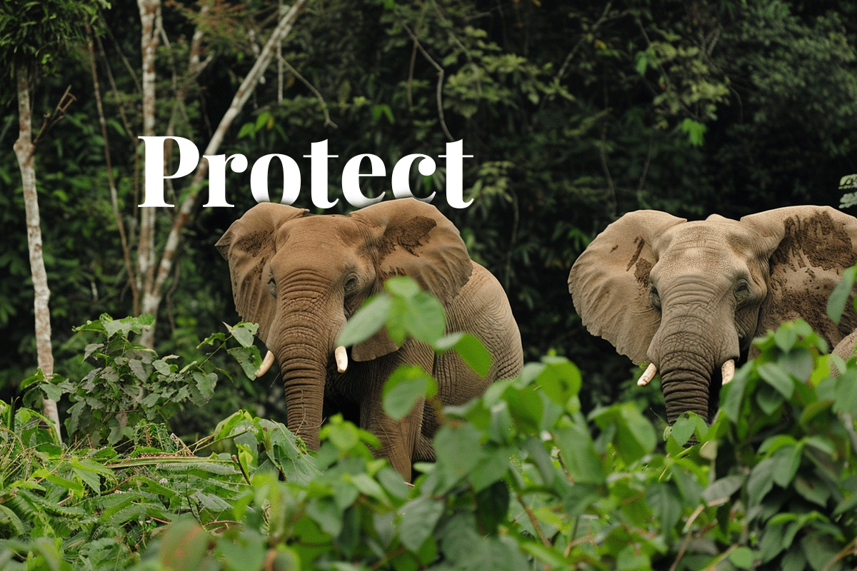 Nigeria’s national action plan to protect elephants and biodiversity