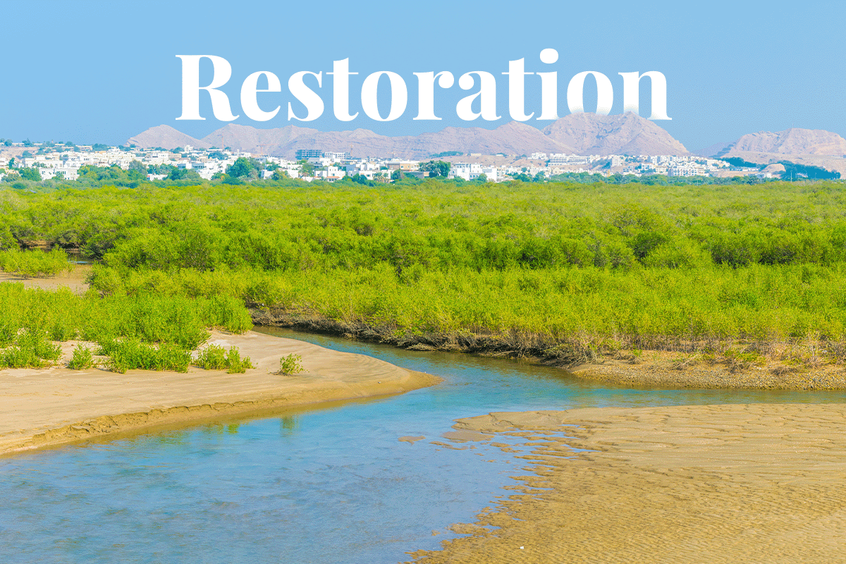 Omans mangrove restoration_Landscape view of mangroves in Muscat_visual 1