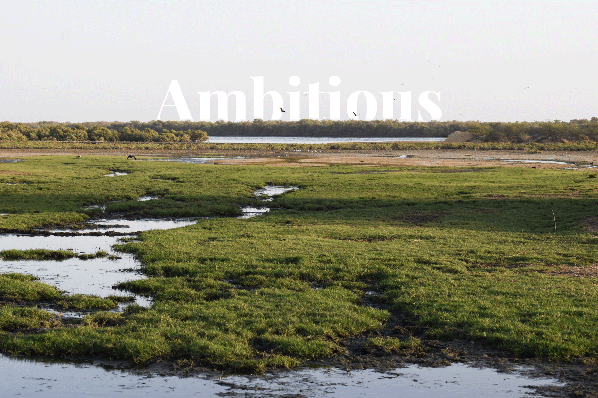 Pakistans mangrove project_view at Sindh Mangroves Forest_visual 1