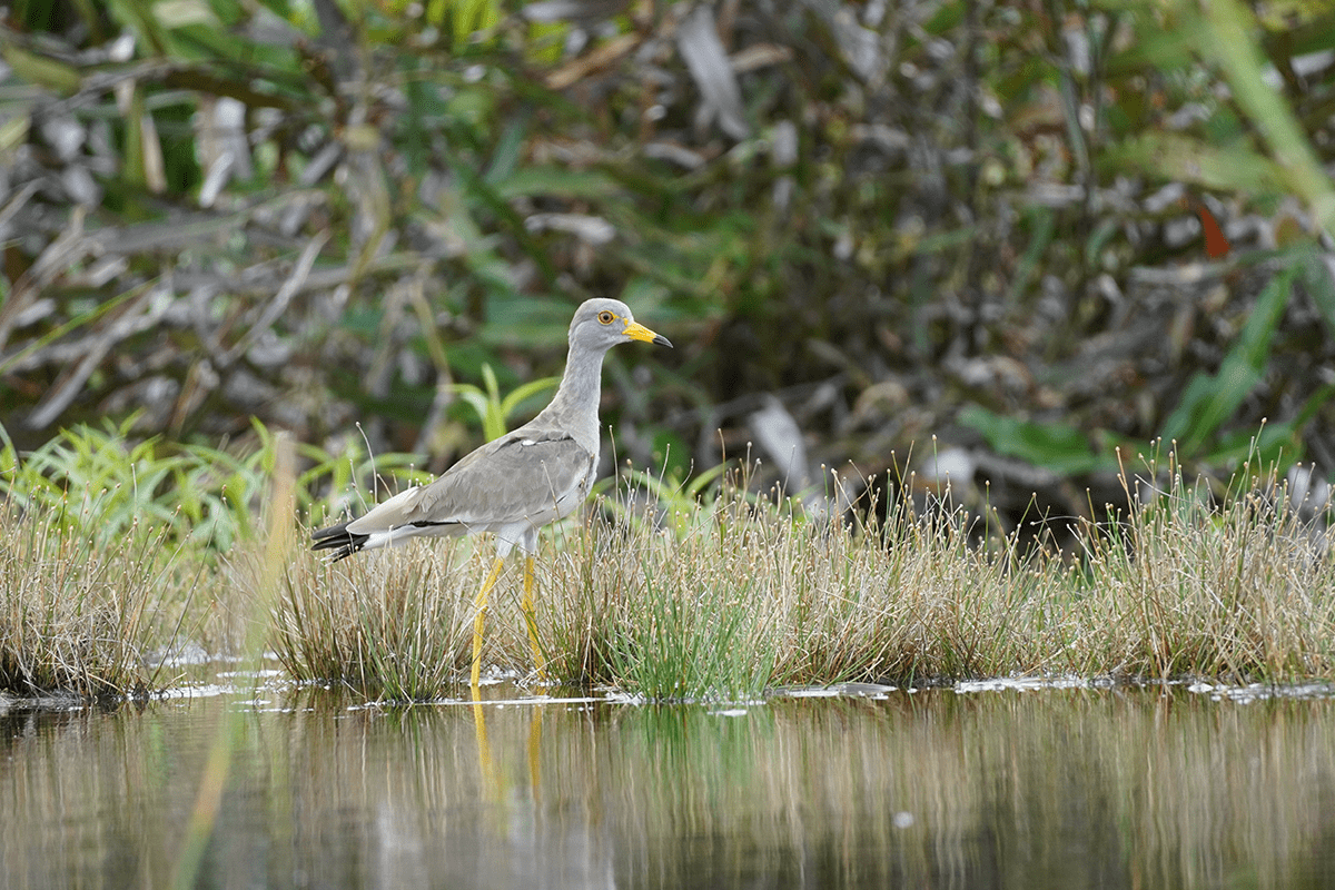 Peatland Restoration - Why Its Crucial and How to Pay for It_visual 2