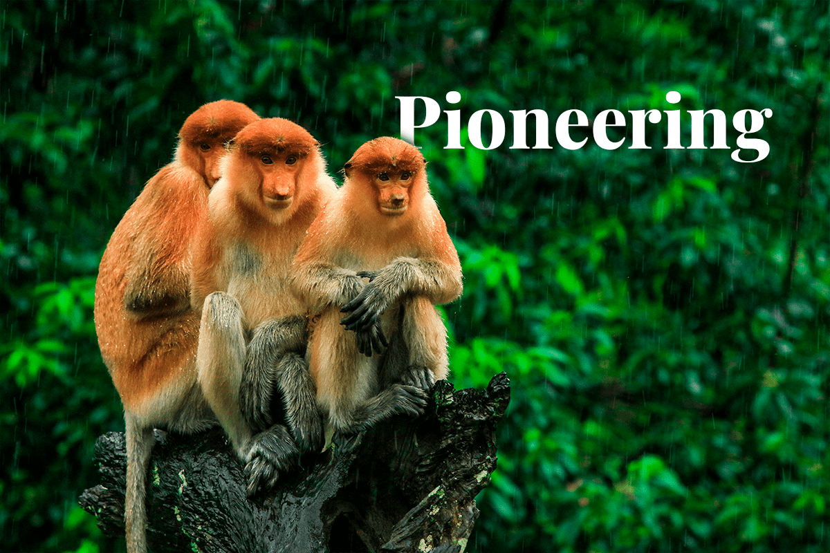 Pioneering biodiversity initiatives announced in Malaysia_three long-nosed monkeys or kahaus, one of the monkey species that inhabits the jungles of Malaysia_visual 1.png
