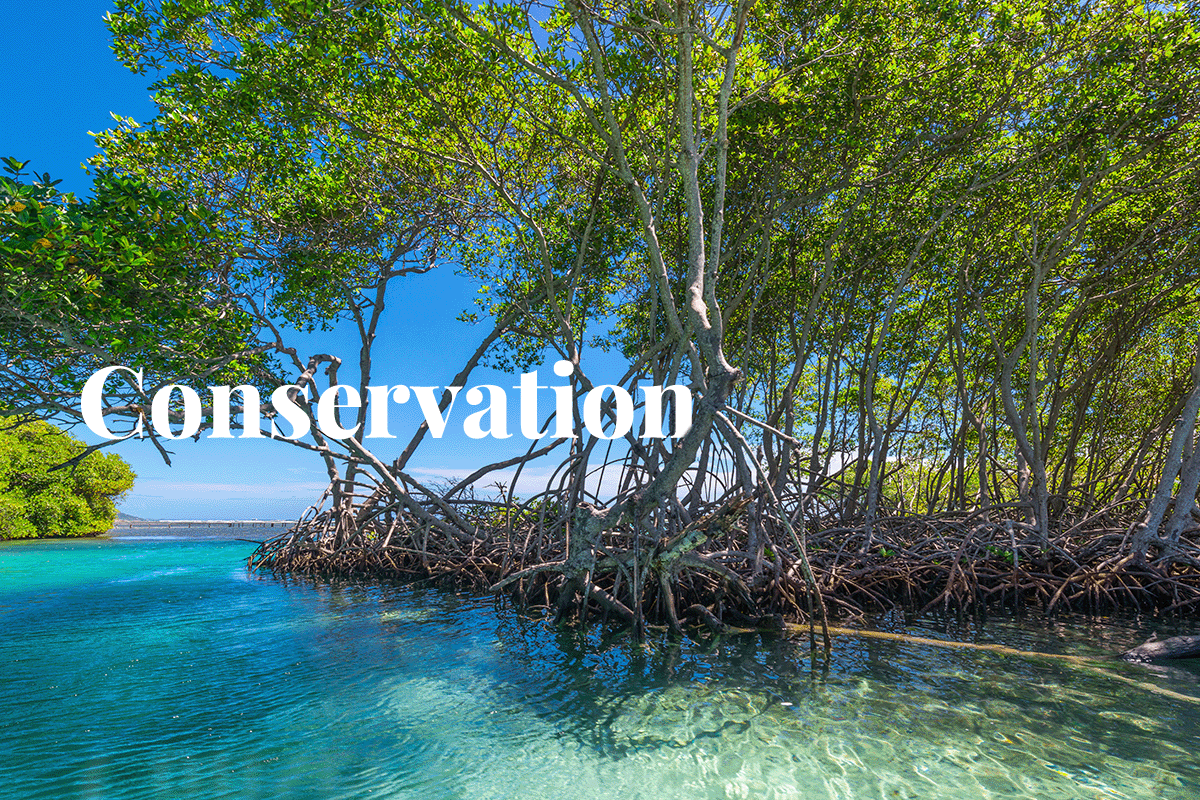 Plan Vivos innovative biodiversity credit approach_mangroves on Roatan in Honduras_visual 1