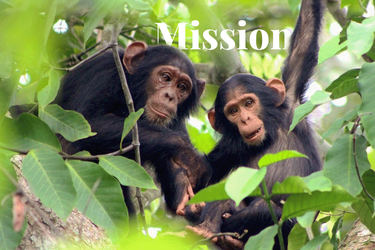 Planet Earth III_ featuring DGBs efforts to save the Bulindi chimps’ habitat_Bulindi chimpanzees sitting on a tree_visual 1