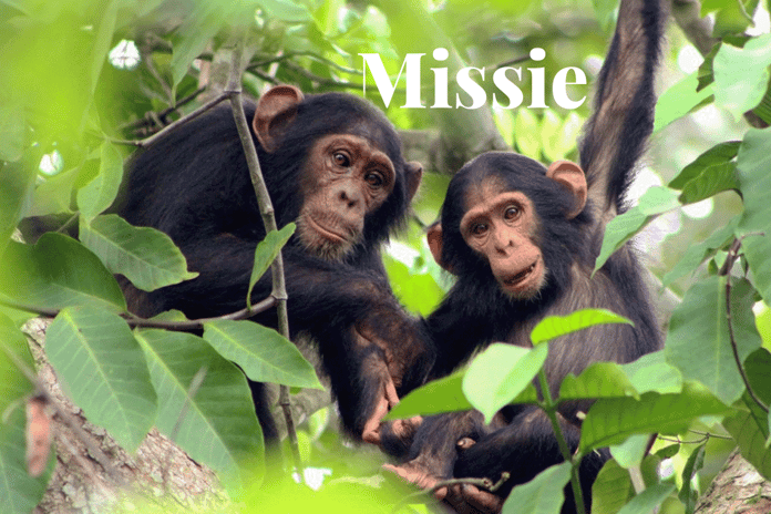 Planet Earth III_ featuring DGBs efforts to save the Bulindi chimps’ habitat_Bulindi chimpanzees sitting on a tree_visual 1_NL