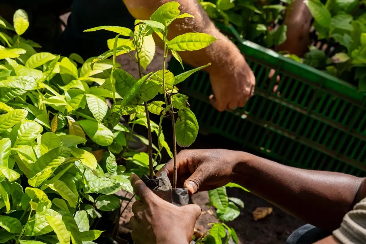 Planting the future_ Building a nursery for Bulindi’s forests_visual 3