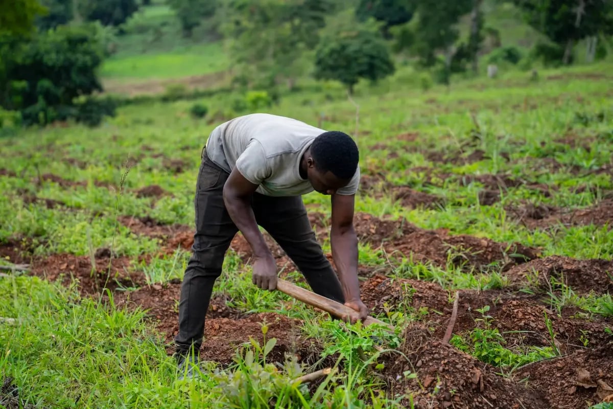 Planting the future_ Building a nursery for Bulindi’s forests_visual 6