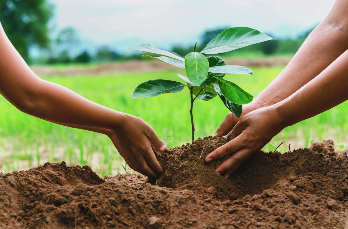 Planting trees