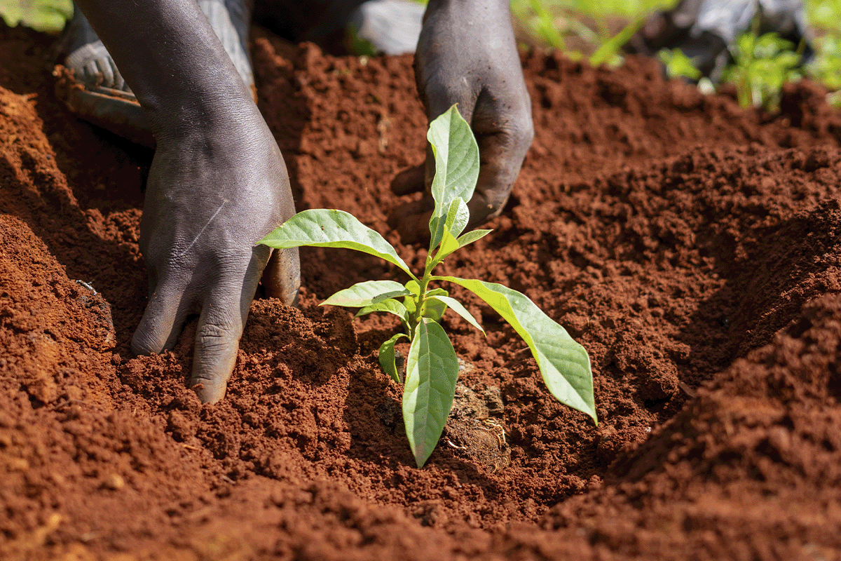 Powering AI responsibly_ the role of carbon compensation_Close-up of a DGB team member planting a tree seedling_visual 4