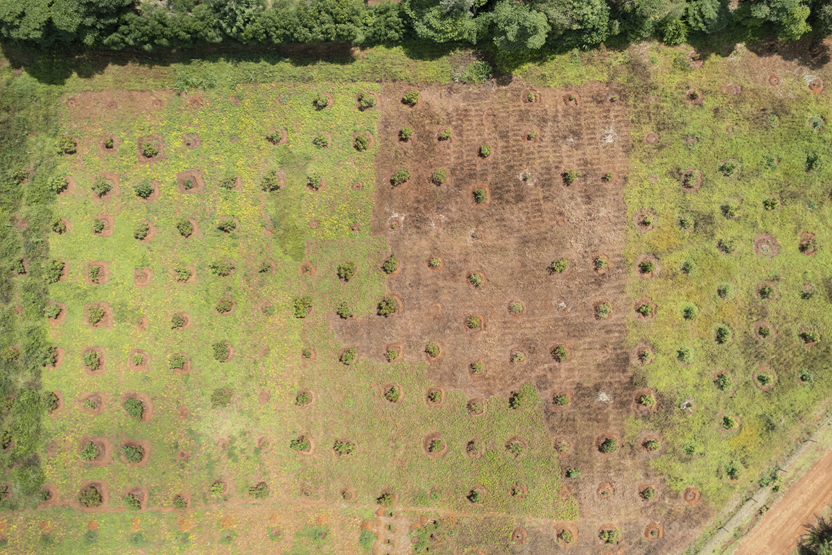 Powering AI responsibly_ the role of carbon compensation_Drone photo of newly planted forest in Kenya_visual 3