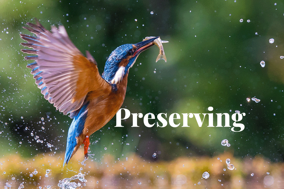 Preserving biodiversity_Kingfisher bird hunting fish_visual 1