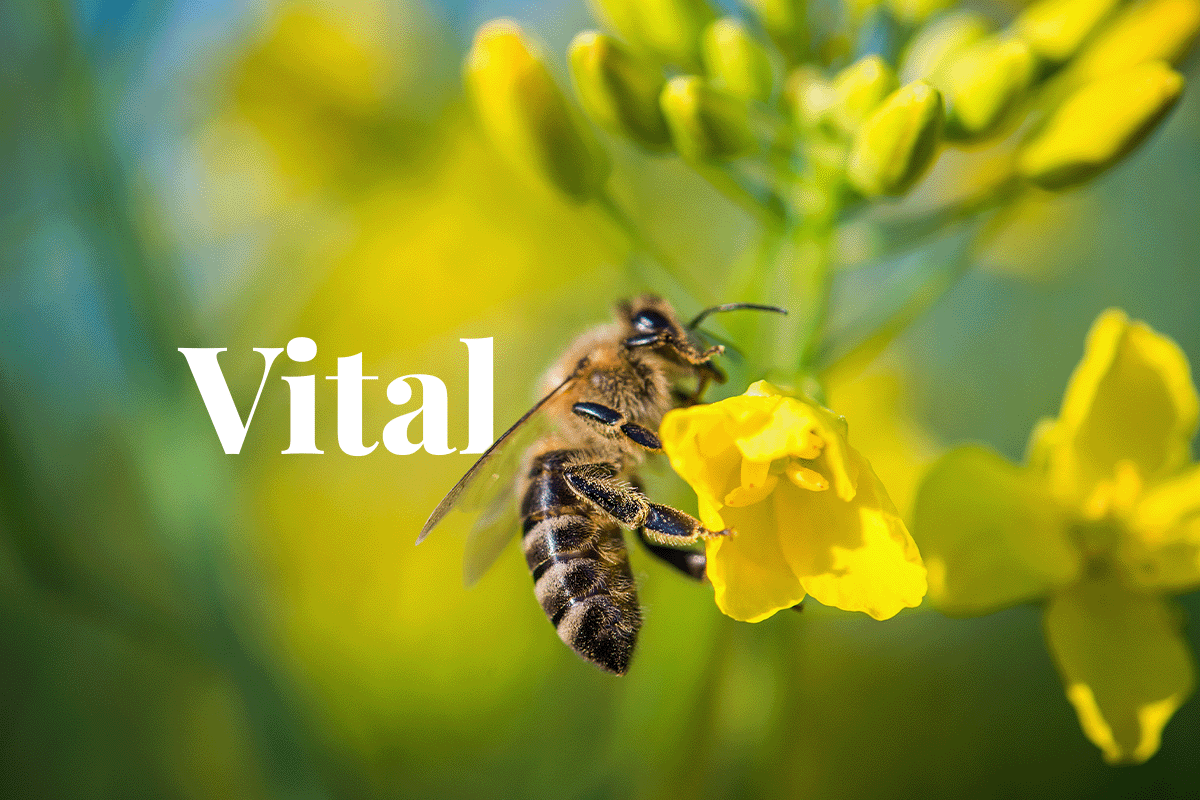 Preserving insect biodiversity is vital for sustainable food production_bee collecting a pollen on a flower oilseed rape_visual 1