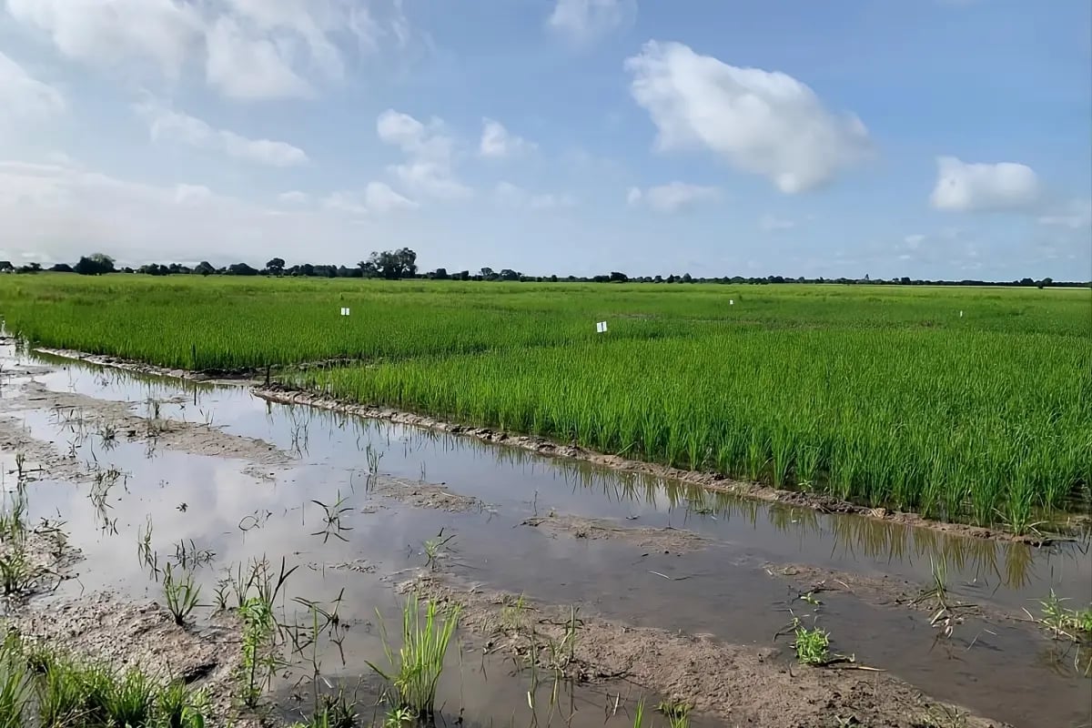 Press Release_Green Earth deploys catalytic capital for resilient agriculture in Ghana in partnership with Pangea Global Ventures_visual 3 (1)