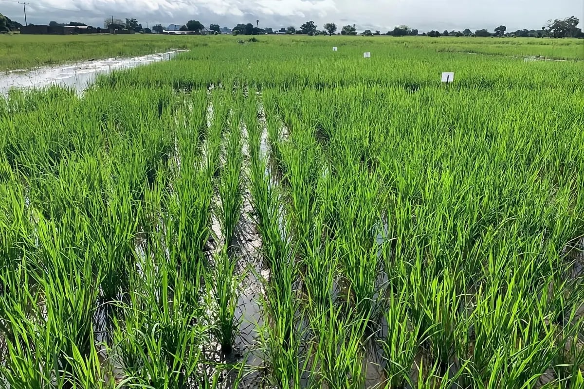 Press Release_Green Earth deploys catalytic capital for resilient agriculture in Ghana in partnership with Pangea Global Ventures_visual 5