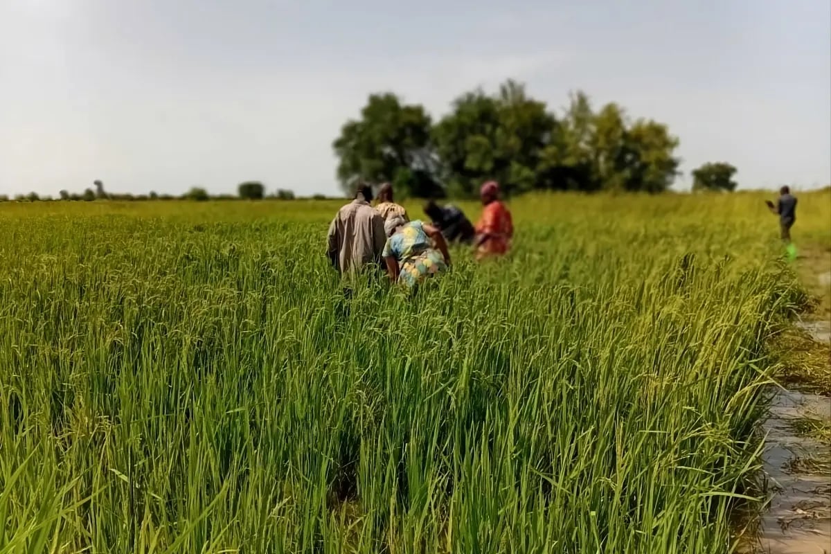 Press Release_Green Earth deploys catalytic capital for resilient agriculture in Ghana in partnership with Pangea Global Ventures_visual 6