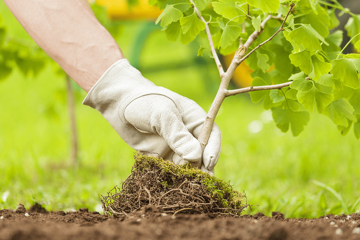 Conservación de ecosistemas y biodiversidad a nivel mundial