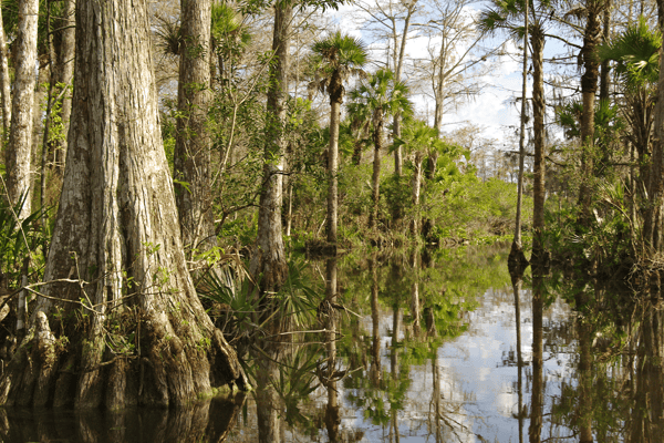 Green Earth | The role of vital habitats in environmental resilience