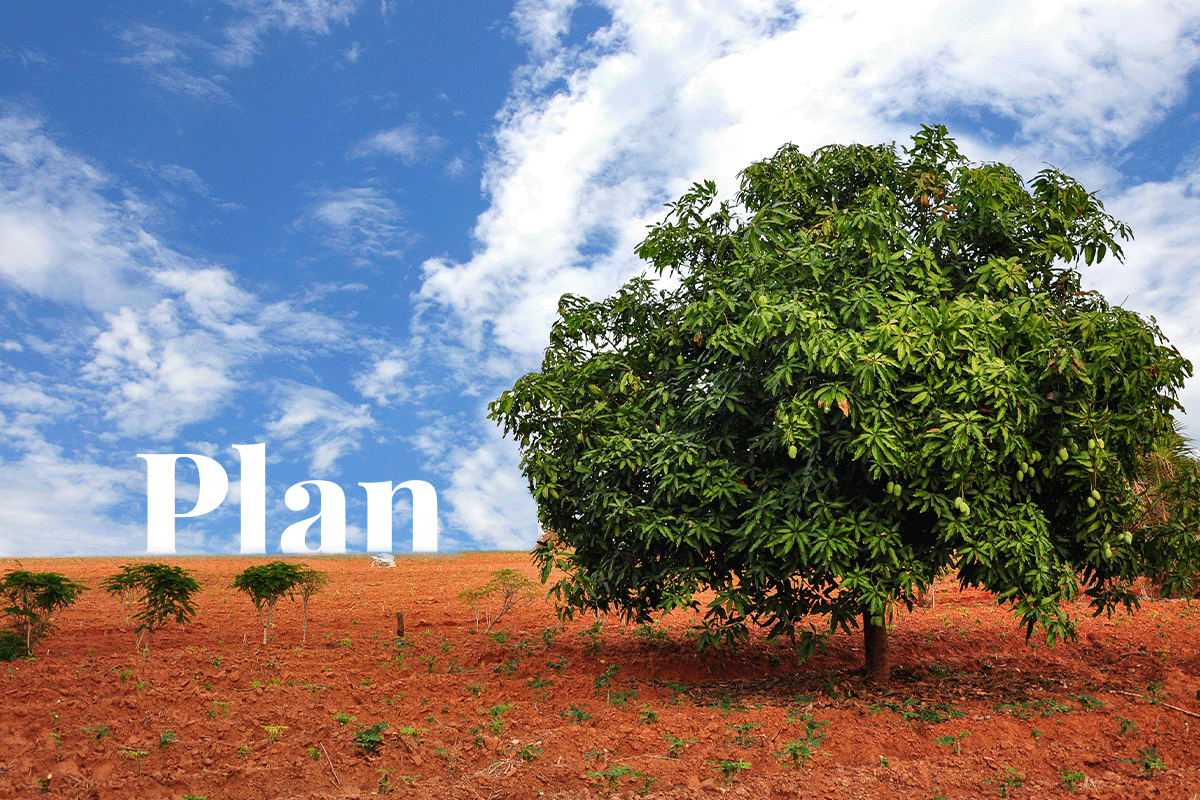 Punjabs tree-planting plan with carbon credits_Mango tree and young tree seedlings_visual 1
