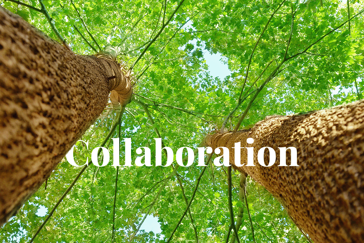 Puro.earth and Xpansiv collaborate to advance the carbon market_two maple trees_visual 1
