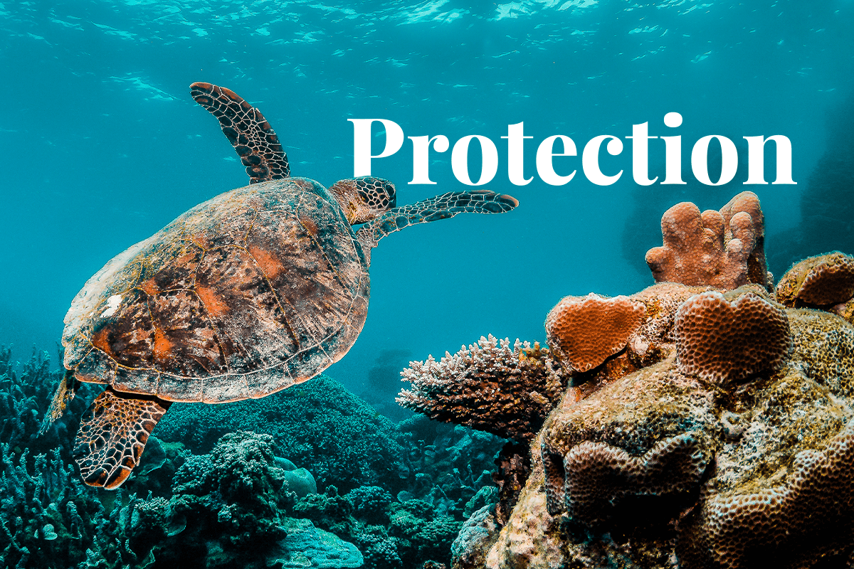 Turtles Protection Qatar's commitment to biodiversity: efforts to protect endangered sea ...
