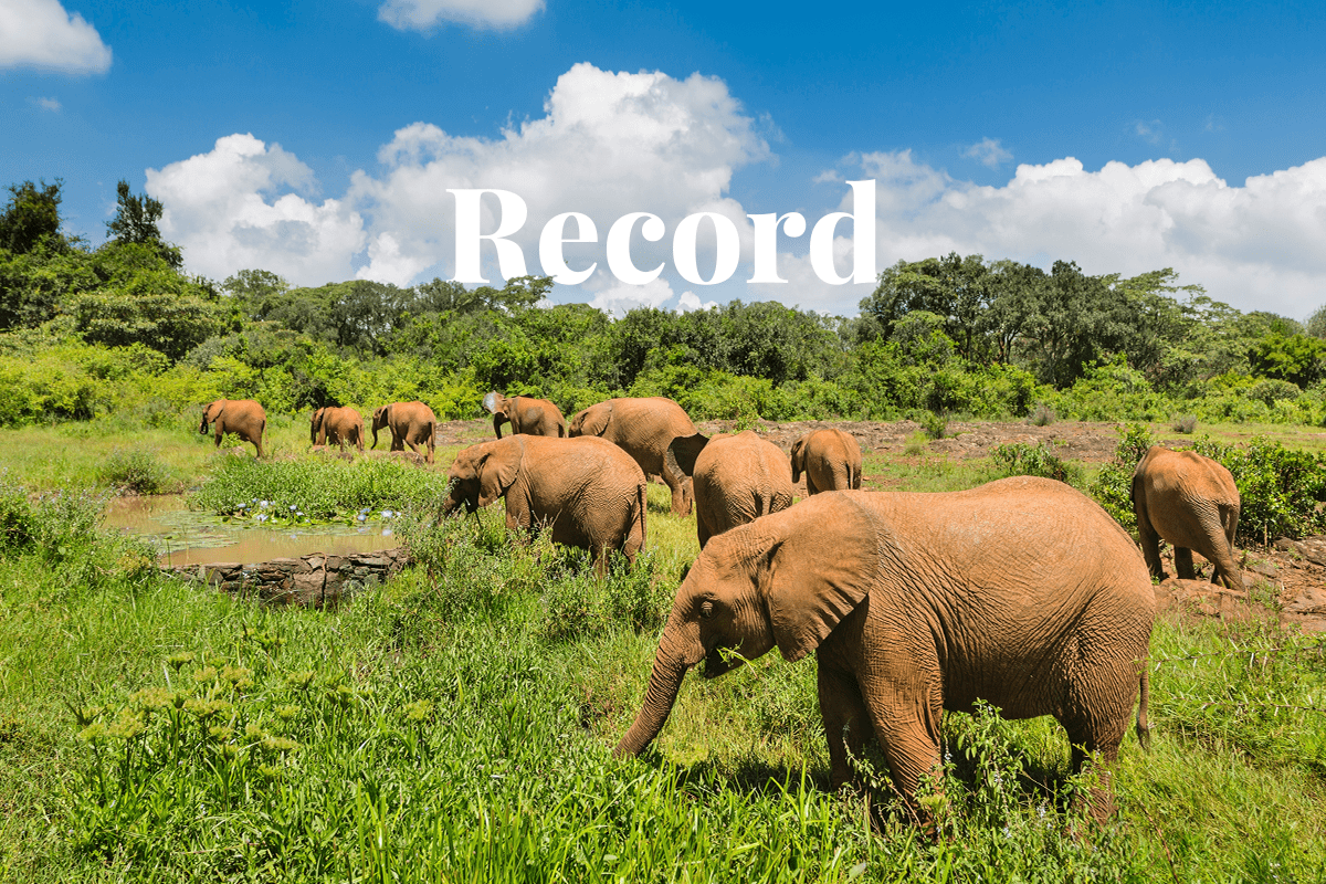 Record-breaking Nairobi auction_baby elephants in Nairobi National Park_visual 1