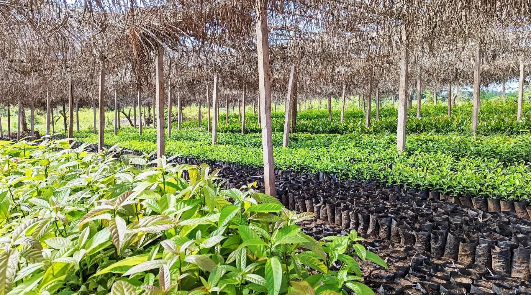 Regenerative Agroforestry Project Cameroon