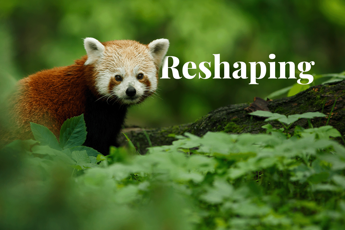 Reshaping India debt landscape_portrait of a Red Panda in a forest in India_visual 1