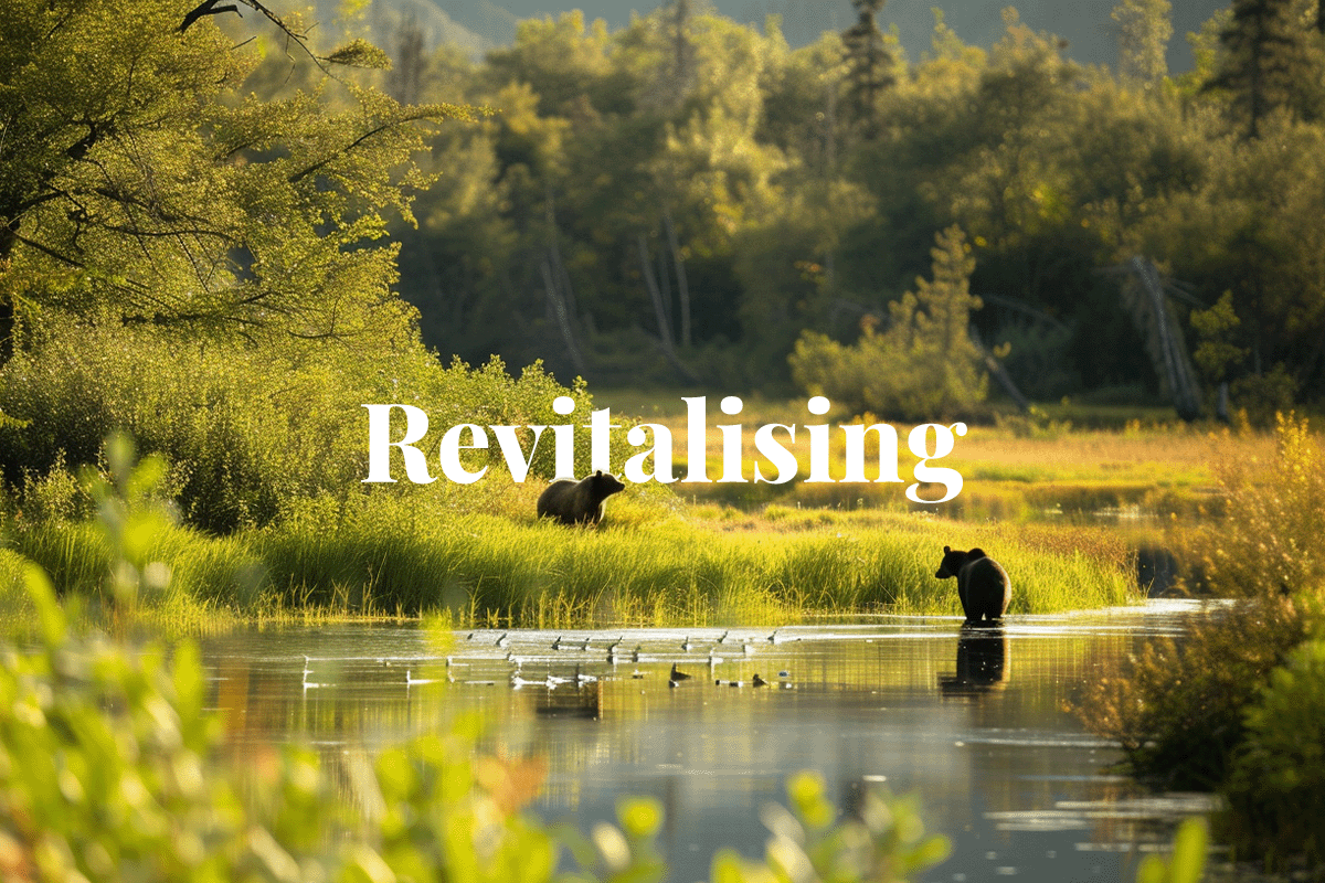 Revitalising Americas ecosystems_Two brown bears hunting salmon in a pond, Alaska_visual 1