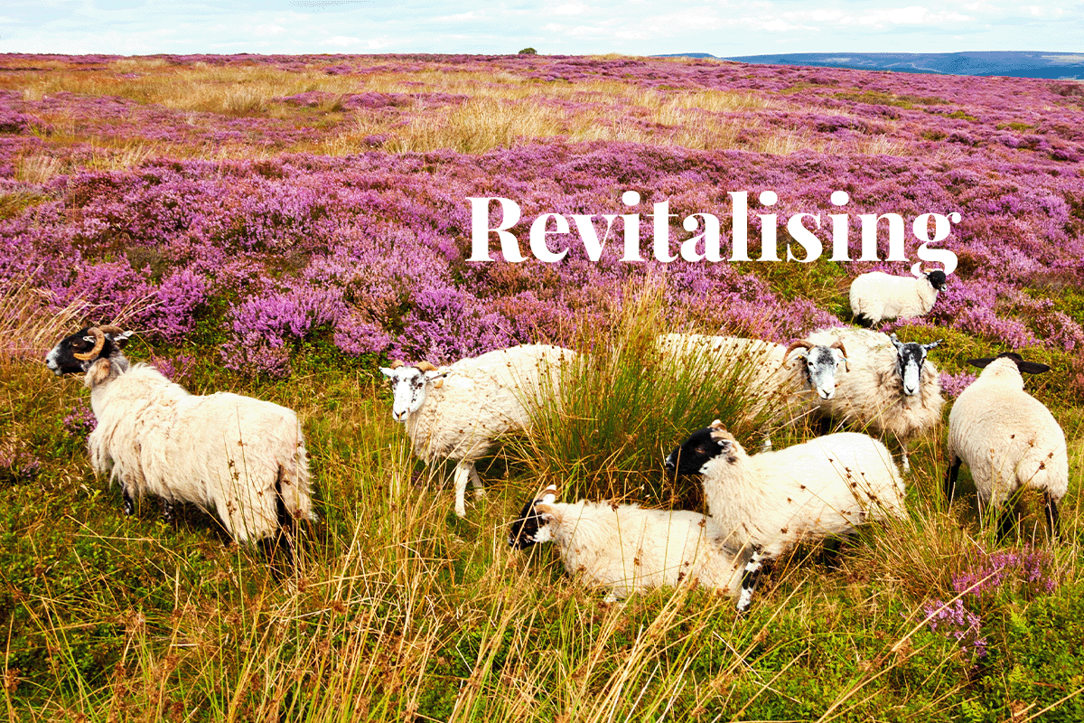 Revitalising Englands iconic peatlands_Sheep grazing surrounded by blooming purple heather in the Peak District National Park_visual 1