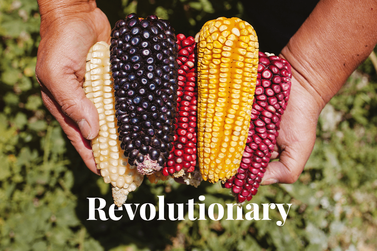 Revolutionary biochar company in Mexico_Mexican man holding maize dried corn cobs_visual 1