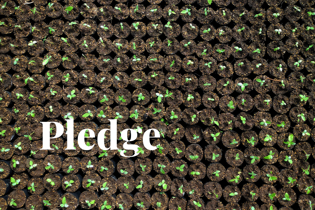 Ripples $100M Pledge  Carbon Market Revolution_plantation of young seedlings_visual 1